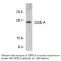 Anti-Mouse CIDE-A (CT) - 20 µg