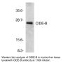 Anti-Mouse CIDE-B (CT) - 20 µg