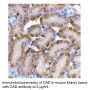 Anti-Mouse Caspase Activated Deoxyribonuclease (I17) (CAD) - 0.1 mg