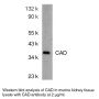 Anti-Mouse Caspase Activated Deoxyribonuclease (I17) (CAD) - 0.1 mg