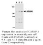 Anti-Human CARMA1 - 20 µg