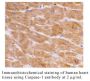 Anti-Human Casp-1 (CT) - 20 µg