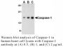 Anti-Human Casp-1 (CT) - 20 µg