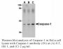 Anti-Human Casp-1 (Intermediate Domain) - 20 µg