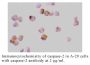 Anti-Human Casp-2 (NT) - 20 µg