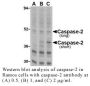 Anti-Human Casp-2 (NT) - 20 µg