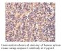 Anti-Human Casp-4 (Intermediate Domain) - 20 µg