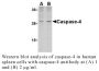 Anti-Human Casp-4 (Intermediate Domain) - 20 µg