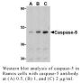 Anti-Human Casp-5 (Intermediate Domain) - 20 µg