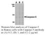 Anti-Human Casp-5 (NT) - 20 µg