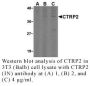 Anti-Human CTRP2 (Intermediate Domain) - 0.1 mg