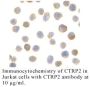 Anti-Human CTRP2 - 0.1 mg