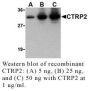 Anti-Human CTRP2 - 0.1 mg
