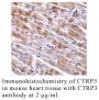 Anti-Human CTRP3 (Intermediate Domain) - 0.1 mg