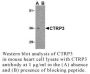 Anti-Human CTRP3 (Intermediate Domain) - 0.1 mg