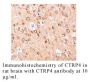 Anti-Human CTRP4 (CT) - 20 µg