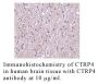 Anti-Human CTRP4 (NT) - 0.1 mg