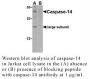 Anti-Human Caspase-14 (CT) - 20 µg