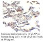 Anti-Human cIAP (CT) - 20 µg