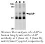 Anti-Human cIAP (CT) - 20 µg