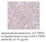 Anti-Human CTRP6 (Intermediate Domain) - 0.1 mg