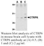 Anti-Human CTRP6 (Intermediate Domain) - 0.1 mg