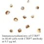 Anti-Human CTRP7 (CT) - 0.1 mg