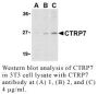 Anti-Human CTRP7 (NT) - 0.1 mg