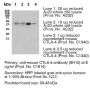 Anti-Mouse CD152 (CTLA-4) [Clone 9H10] — Purified <i>in vivo </i>GOLD™ Functional Grade - 1.0 mg