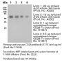Anti-Mouse CD28 [Clone 37.51] — Purified <i>in vivo </i>PLATINUM™ Functional Grade - 5.0 mg
