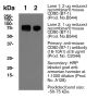 Anti-Mouse CD80 [Clone 16-10A1] — Purified - 500 µg