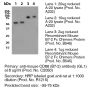 Anti-Mouse CD86 - Purified - 500 µg