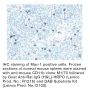 Anti-Mouse CD11b - Purified - 50 µg