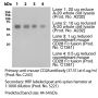Anti-Mouse CD28 [Clone 37.51] — Purified - 50 µg