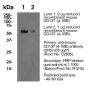 Anti-Mouse CD137 (4-1BB) - Purified <i>in vivo </i>PLATINUM™ Functional Grade - 1.0 mg