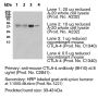Anti-Mouse CTLA-4 (Clone 9H10) - Purified in vivo PLATINUM™ Functional Grade