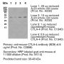 Anti-Mouse CTLA-4 [Clone 9D9] — Purified <i>in vivo </i>PLATINUM™ Functional Grade - 1.0 mg