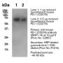 Anti-Mouse CD279 (PD-1) [Clone RMP1-14] — Purified - 0.5 mg
