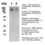 Anti-Human CD56 (NCAM) (Clone ERIC-1) - Purified in vivo GOLD™ Functional Grade
