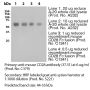Anti-Mouse CD28 [Clone 37.51] — Purified <i>in vivo </i>GOLD™ Functional Grade - 100 mg