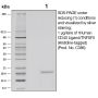 Recombinant Human CD40 Ligand (soluble) - 500 µg