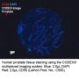 Anti-Human CD56 (NCAM) [Clone ERIC-1] BX023; Atto 550-RX023 - 25 tests