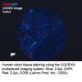 Anti-Human CD56 (NCAM) [Clone ERIC-1] BX023; Atto 550-RX023 - 25 tests