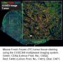 Anti-Mouse CD64-BX005 (Clone X54-5/7.1); Atto 550-RX005 - 25 tests