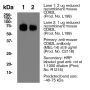Anti-Mouse CD62L (Clone MEL-14)- Purified in vivo PLATINUM™ Functional Grade