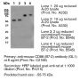 Anti-Mouse CD86 (Clone GL1) - Purified <i>in vivo </i>PLATINUM™ Functional Grade - 100 mg