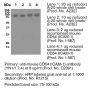 Anti-Mouse CD54 (Clone YN1/1.7.4) - Purified in vivo PLATINUM™ Functional Grade