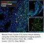 Anti-Mouse CD103 [2E7] - BX005; Atto 550-RX005 - 25 tests