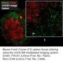 Anti-Mouse CD40-BX045 (3/23); Alexa Fluor™ 647-RX045 - 25 tests