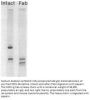 Anti-Mouse Dendritic Cells - Purified - 50 µg